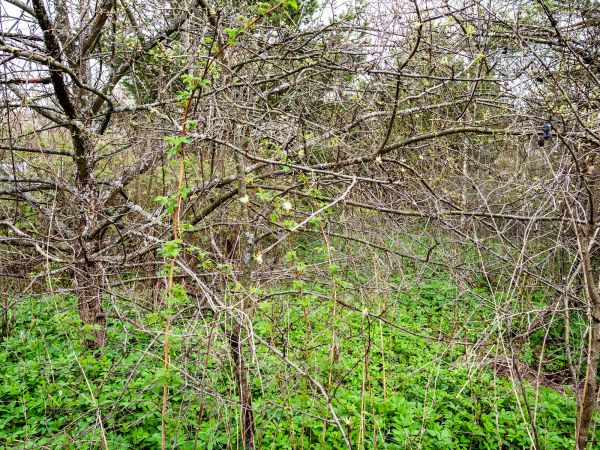 Underbrush Clearing in Eagle