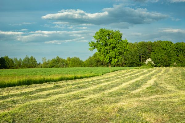 Cost of Vegetation Removal in Eagle