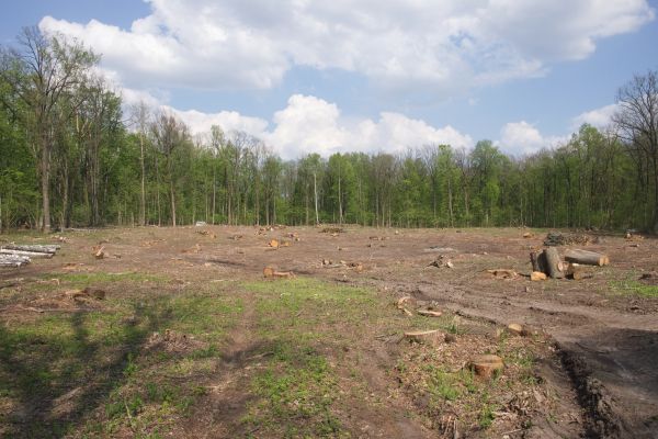 Cost of Pasture Clearing in Eagle