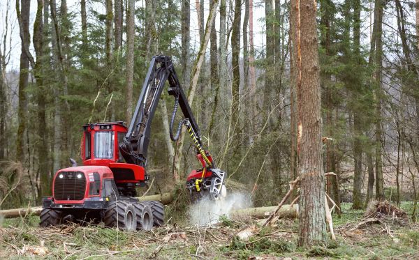 Cost of Forest Clearance Service in Eagle