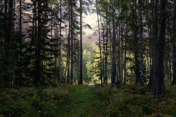 Cost of Pine Tree Clearing in Eagle