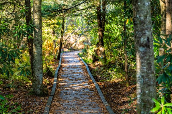 Cost of Trail Clearing in Eagle