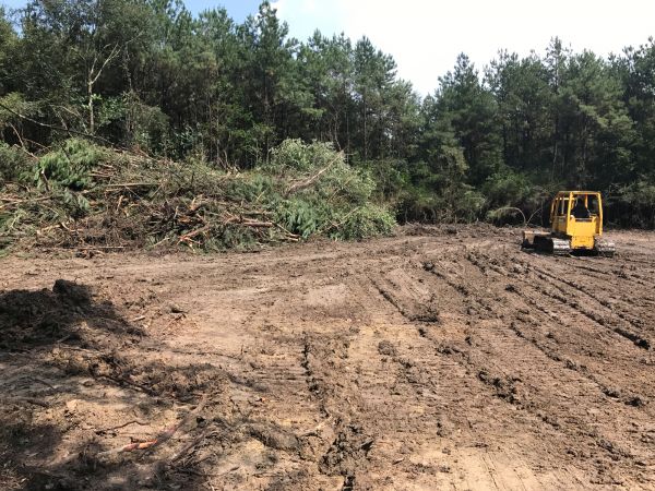 Cost of Thicket Clearing in Eagle